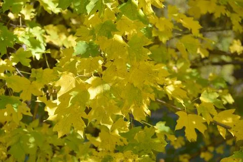 The tree in the warm days of spring throws out buds, green leaves, yellow lea Stock Photos