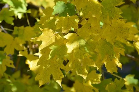 The tree in the warm days of spring throws out buds, green leaves, yellow lea Stock Photos