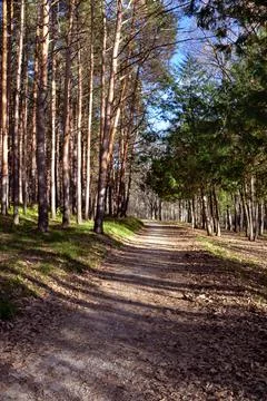 The tree in the warm days of spring throws out buds, green leaves, yellow lea Stock Photos