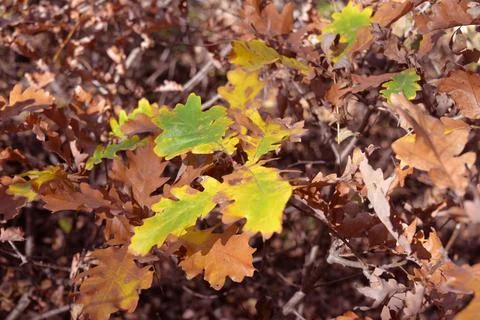 The tree in the warm days of spring throws out buds, green leaves, yellow lea Stock Photos