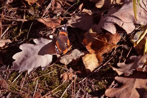 The tree in the warm days of spring throws out buds, green leaves, yellow lea Stock Photos