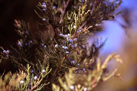 The tree in the warm days of spring throws out buds, green leaves, yellow lea Stock Photos