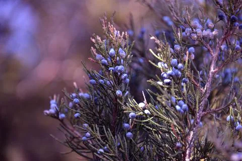 The tree in the warm days of spring throws out buds, green leaves, yellow lea Foto stock