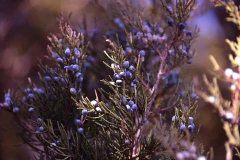 The tree in the warm days of spring throws out buds, green leaves, yellow lea Stock Photos