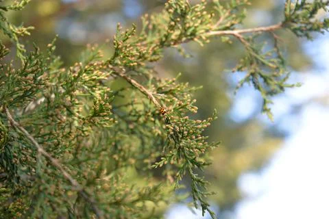 The tree in the warm days of spring throws out buds, green leaves, yellow lea Stock Photos
