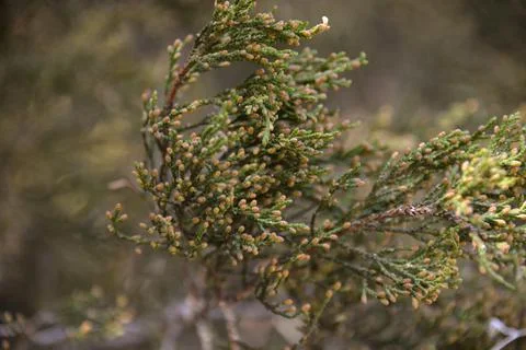 The tree in the warm days of spring throws out buds, green leaves, yellow lea Stock Photos