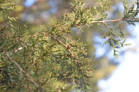 The tree in the warm days of spring throws out buds, green leaves, yellow lea Stock Photos
