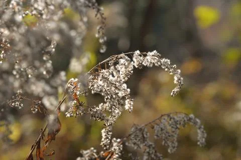 The tree in the warm days of spring throws out buds, green leaves, yellow lea Stock Photos