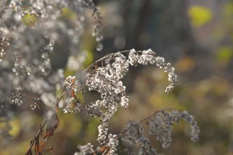 The tree in the warm days of spring throws out buds, green leaves, yellow lea Stock-Fotos