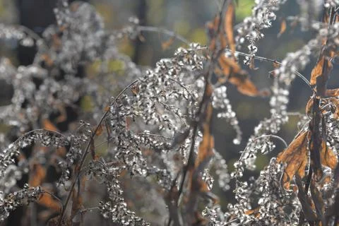The tree in the warm days of spring throws out buds, green leaves, yellow lea Stock Photos