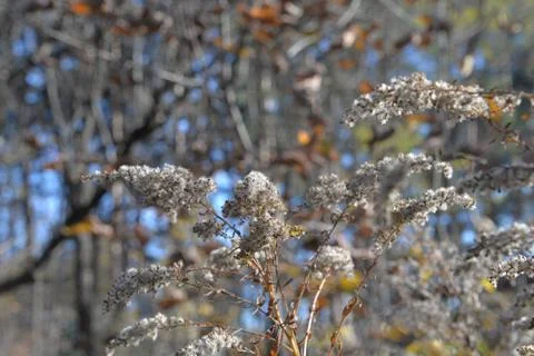 The tree in the warm days of spring throws out buds, green leaves, yellow lea Stock Photos