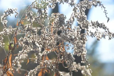The tree in the warm days of spring throws out buds, green leaves, yellow lea Stock Photos
