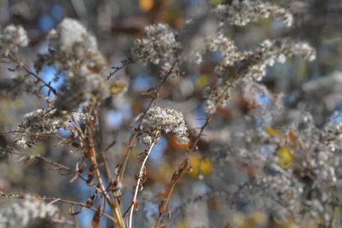 The tree in the warm days of spring throws out buds, green leaves, yellow lea Stock Photos