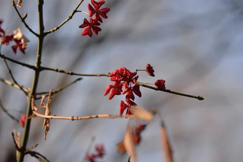 The tree in the warm days of spring throws out buds, green leaves, yellow lea Stock Photos