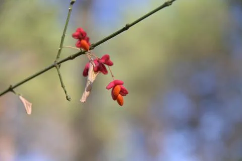 The tree in the warm days of spring throws out buds, green leaves, yellow lea Stock Photos
