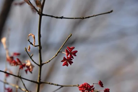 The tree in the warm days of spring throws out buds, green leaves, yellow lea Stock Photos