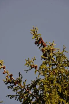 The tree in the warm days of spring throws out buds, green leaves, yellow lea Stock Photos