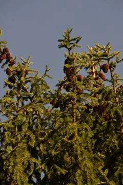 The tree in the warm days of spring throws out buds, green leaves, yellow lea Stock Photos