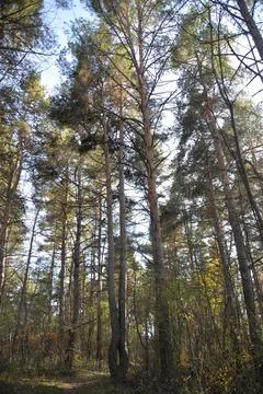 The tree in the warm days of spring throws out buds, green leaves, yellow lea Stock Photos