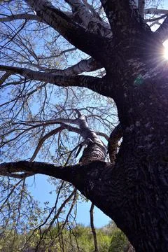 The tree in the warm days of spring throws out buds, green leaves, yellow lea Stock Photos
