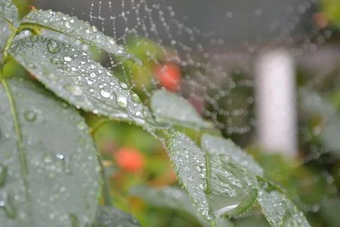 The tree in the warm days of spring throws out buds, green leaves, yellow lea Stock Photos