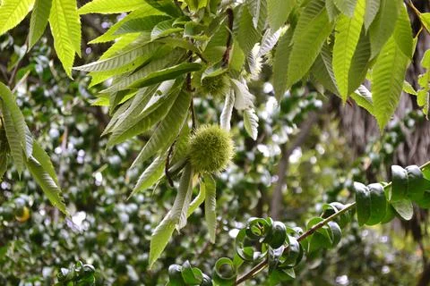 The tree in the warm days of spring throws out buds, green leaves, yellow lea Stock Photos