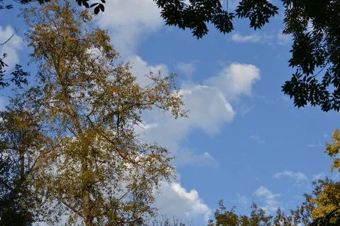 The tree in the warm days of spring throws out buds, green leaves, yellow lea Foto stock