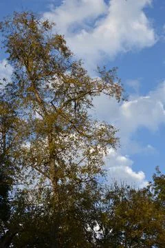 The tree in the warm days of spring throws out buds, green leaves, yellow lea Stock Photos