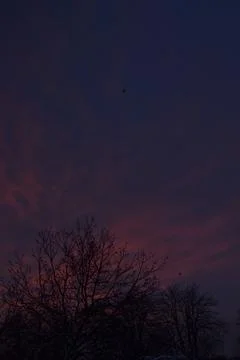 The tree in the warm days of spring throws out buds, green leaves, yellow lea Foto stock