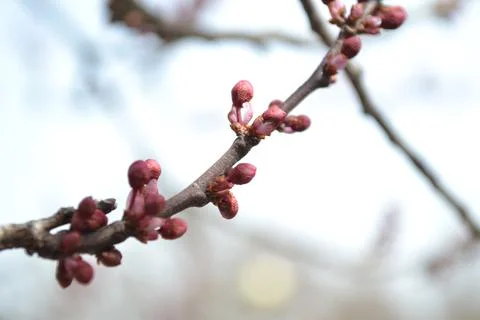 The tree in the warm days of spring throws out buds, green leaves, yellow lea Stock Photos