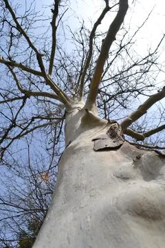 The tree in the warm days of spring throws out buds, green leaves, yellow lea Stock Photos