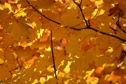 The tree in the warm days of spring throws out buds, green leaves, yellow lea Stock Photos