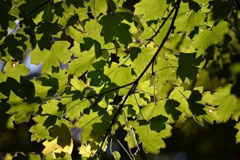 The tree in the warm days of spring throws out buds, green leaves, yellow lea Stock Photos