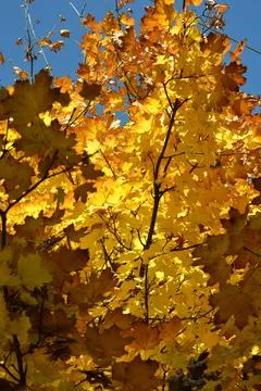 The tree in the warm days of spring throws out buds, green leaves, yellow lea Stock Photos