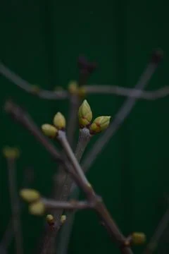 The tree in the warm days of spring throws out buds, green leaves, yellow lea Foto stock