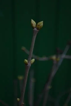 The tree in the warm days of spring throws out buds, green leaves, yellow lea Stock Photos