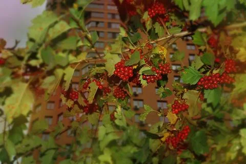 The tree in the warm days of spring throws out buds, green leaves, yellow lea Stock Photos