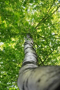 The tree in the warm days of spring throws out buds, green leaves, yellow lea Stock Photos
