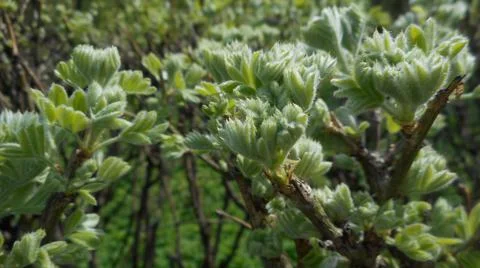 The tree in the warm days of spring throws out buds, green leaves, yellow lea Stock Photos