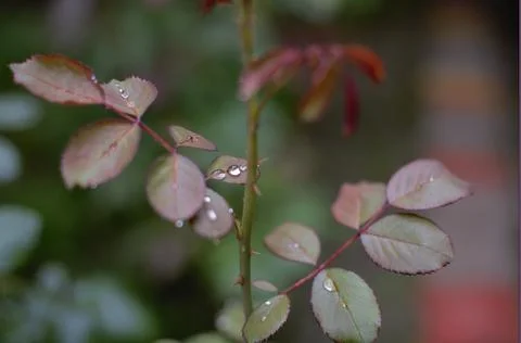 The tree in the warm days of spring throws out buds, green leaves, yellow lea Stock Photos