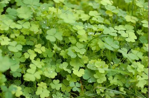 The tree in the warm days of spring throws out buds, green leaves, yellow lea Stock Photos