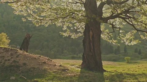 Tree into the warm sunset light Stock Footage 186633549