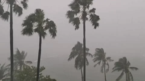 The tree was blown hard by the wind Stock Footage 217675413