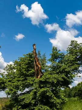 A tree that was broken in the middle of the field Stock Photos