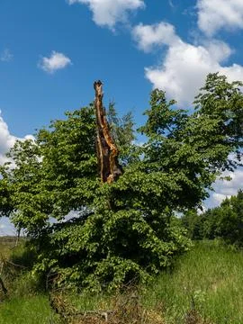 A tree that was broken in the middle of the field Stock Photos