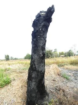 The tree was burned by fire. 写真素材