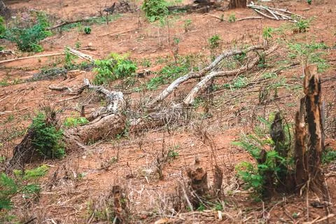 The tree that was cut and destroyed Stock Photos
