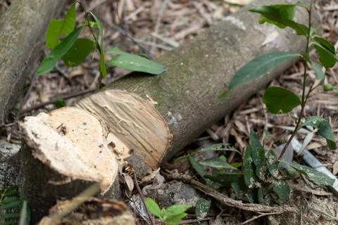 The tree was cut but the stump Stock Photos