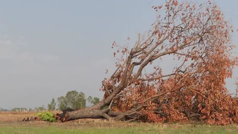 The tree was destroyed by cutting. Stock Footage 148652449