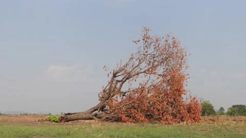 The tree was destroyed by cutting. Stock-Footage 148655821